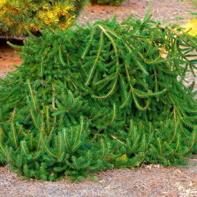 Ель обыкновенная Фробург (Picea abies Frohburg)