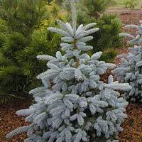 Ель колючая Блю Монтейн (Picea pungens Blue Mountain)